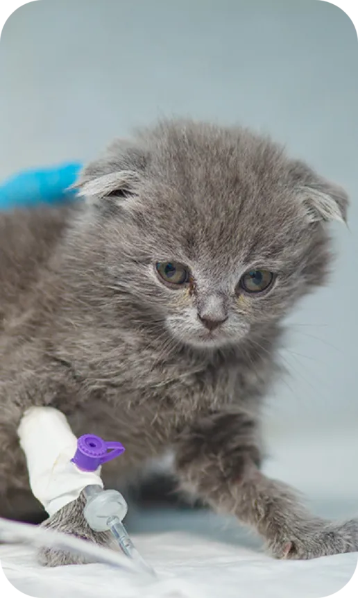 Central CPD E-Commerce Web Design